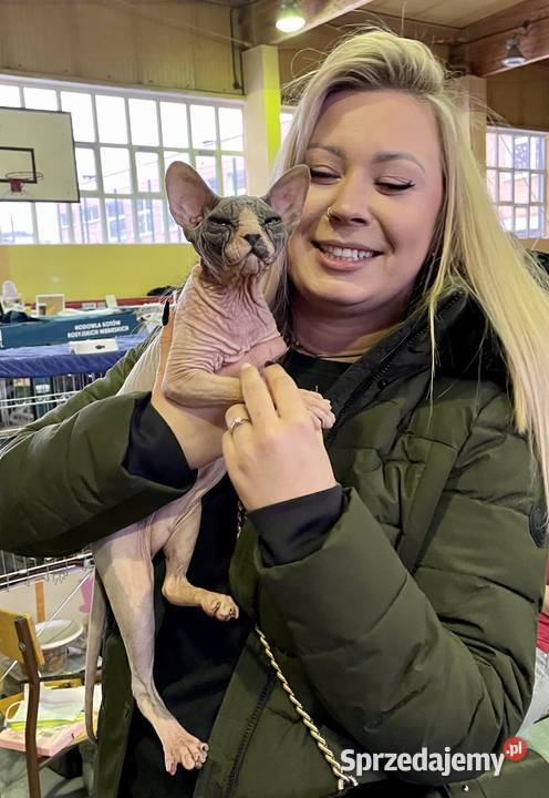 Płatna Adopcja Dostępne 3 koty i 2 kocurki do 15 mazowieckie Warszawa sprzedam