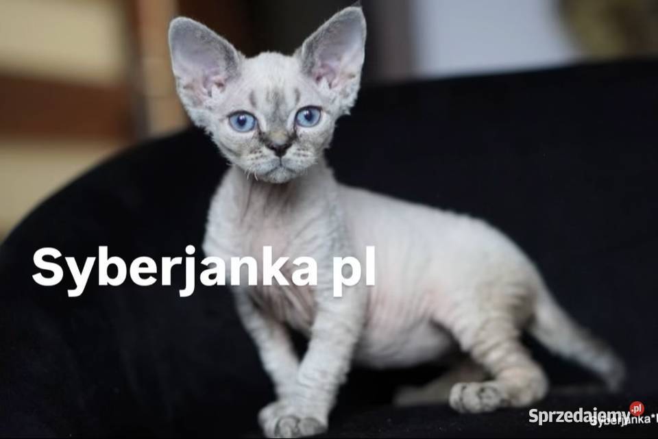 kocięta devon rex Pabianice