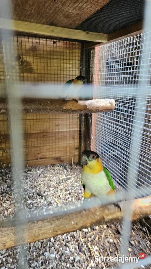 Barwinki czarnogłowe pary Barwinka śląskie Świerklany sprzedam