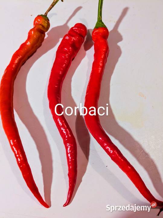 Nasiona Papryki j Sweetbites Corbacii kolory małopolskie