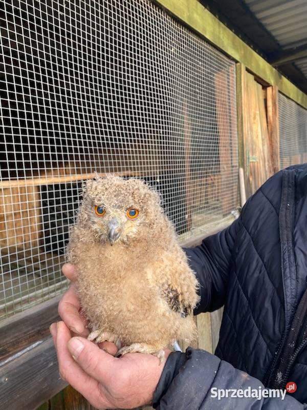 Sprzedam Puchacza Bengalskiego Młody samczyk z Ptaki Gryfów Śląski