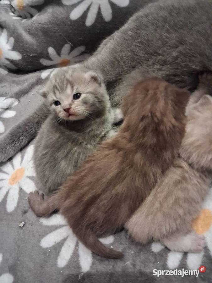Kotki brytyjskie krótko wlose Miasteczko Śląskie