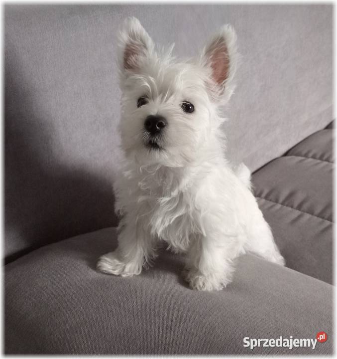 West Highland White Terrier ZKwP FCI suczka Częstochowa