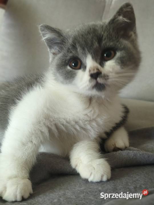 Brytyjski krótkowłosy Tarnów