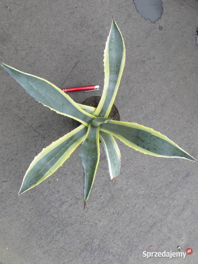 Kolorowa agawa agave americana variegata duża