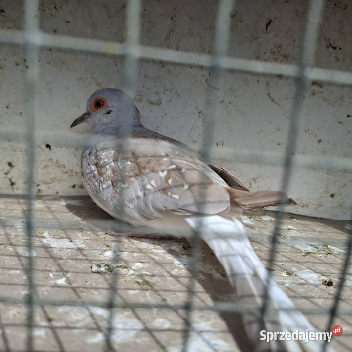 Ksiezniczka walii czerwono skrzydła konura