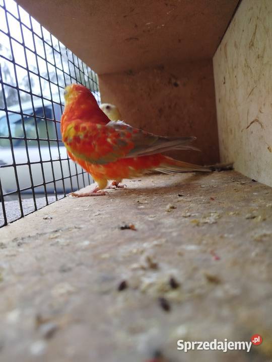 Sprzedam papugi faliste Bukowiec