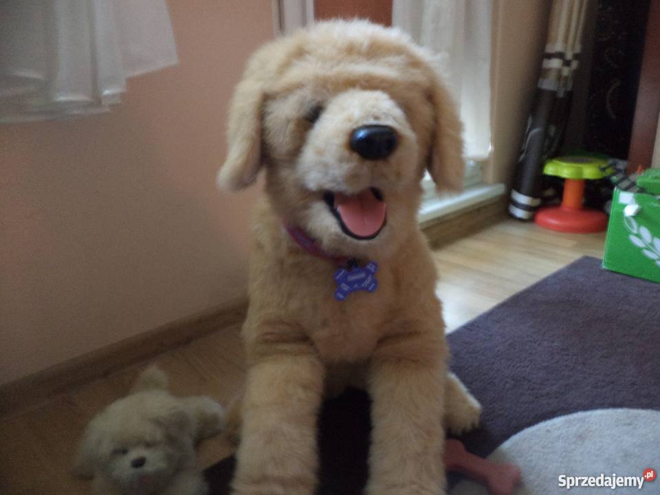 pies biscuit duzy wielkopolskie