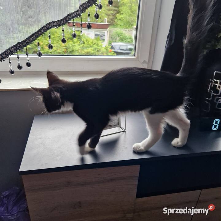 Koty Maine Coon warmińsko-mazurskie Jamielnik sprzedam