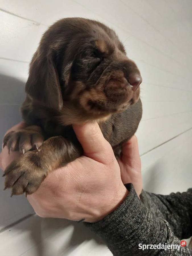 Gończy polski szczeniaczki Kościan sprzedam
