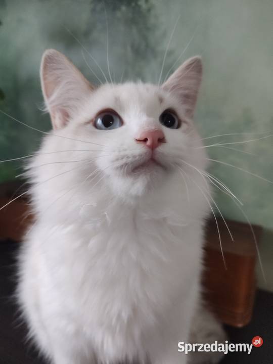 Ulian Dumka cudowny kocurek neva masquerade Warszawa