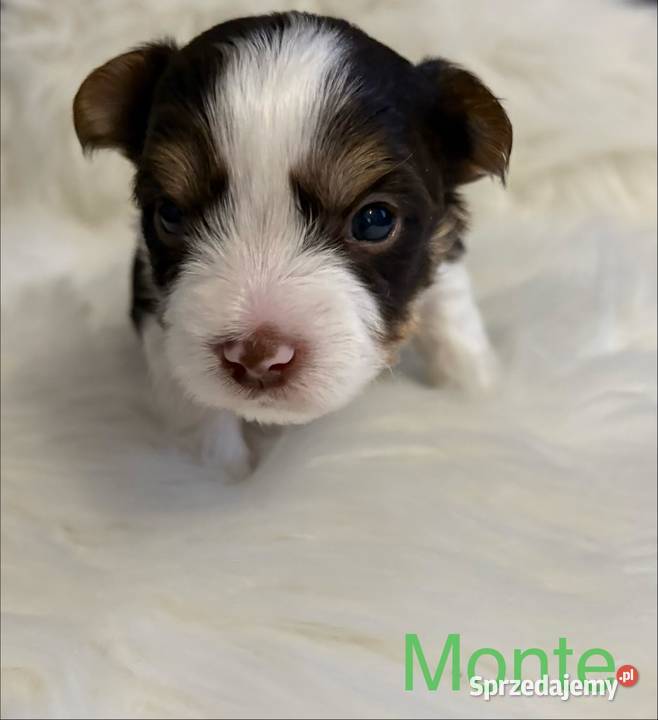 Do Rezerwacji Monte Yorkshire Terier Brio wielkopolskie Konin sprzedam