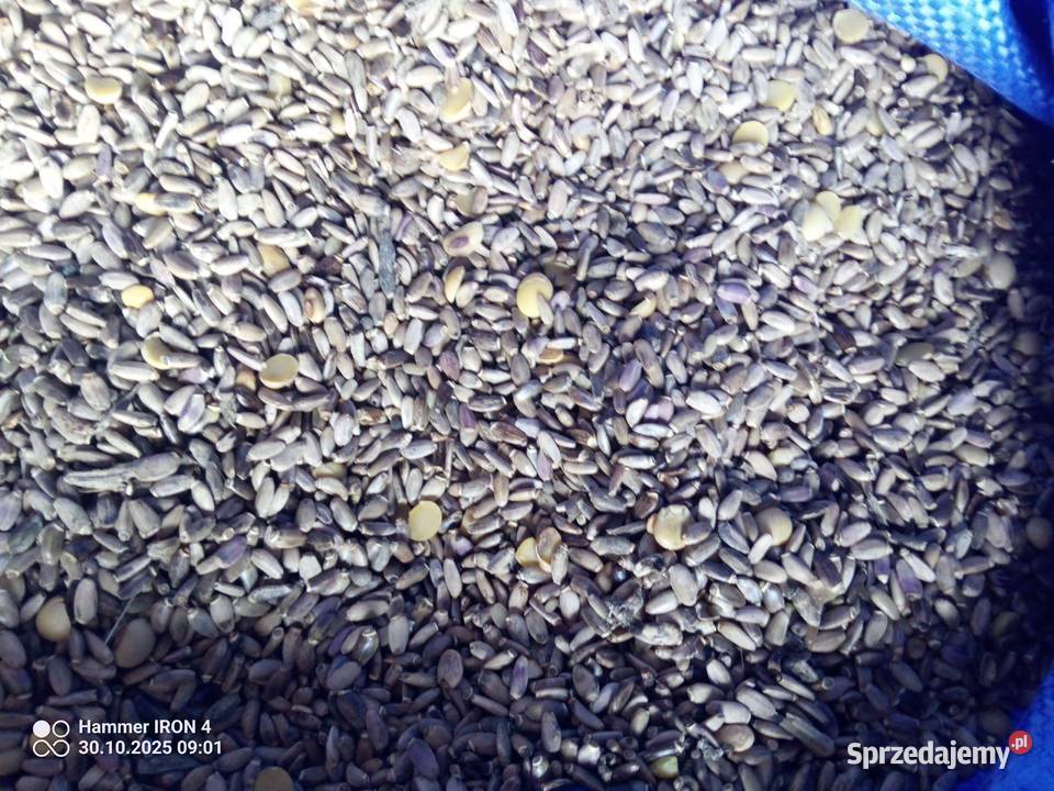 Ostropest nasiona sprzedam Sobieska Wola Pierwsza