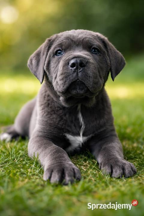 Cane Corso szczenięta ur 05022026 rodzicach z
