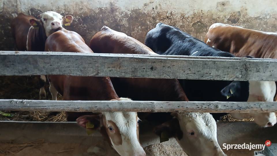 Byczki do dalszego chowu Kuraszew