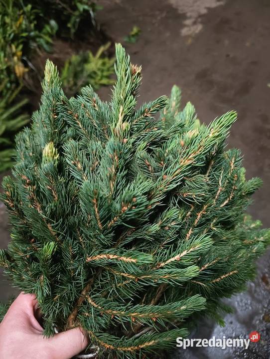 Świerk srebrny 15 25 Choinki sadzonki zachodniopomorskie
