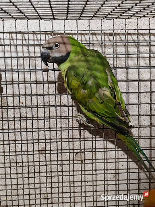 Papugi Aleksandretta rozowopiersna samica
