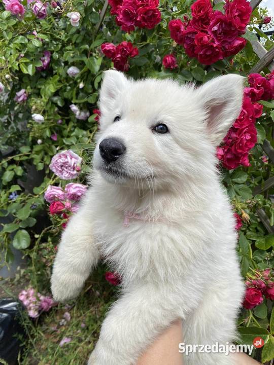 Biały owczarek szwajcarski suczki gotowe do Baniewice