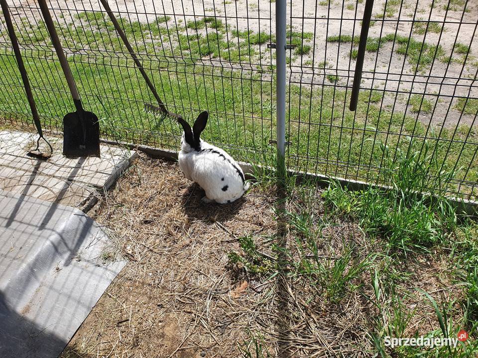 Króliki mieszańce Produkcja zwierzęca Wrocław