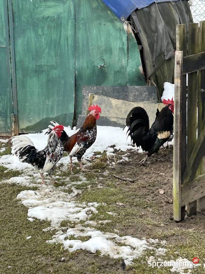 Koguty Jawornik sprzedam