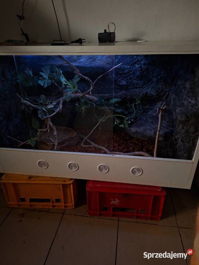 Boa constrictor razem z terrarium Pszczyna sprzedam