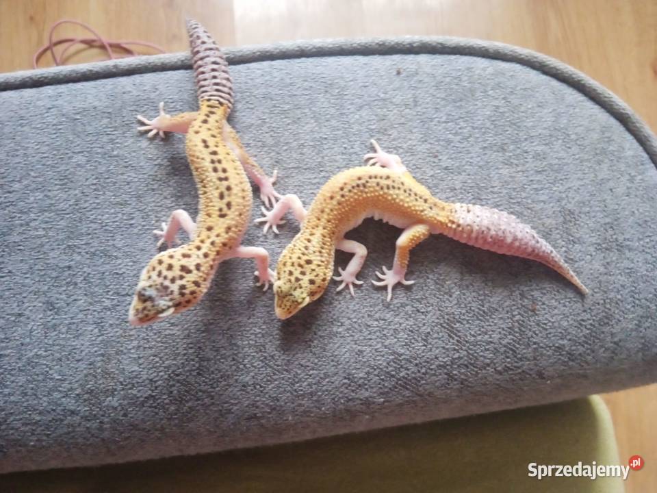 Sprzedam terrarium z gekonami Szczytna