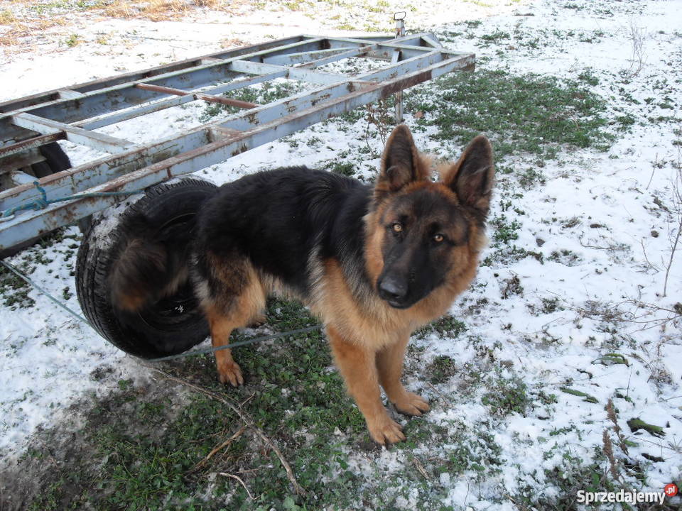 Owczarek niemiecki Opole Lubelskie