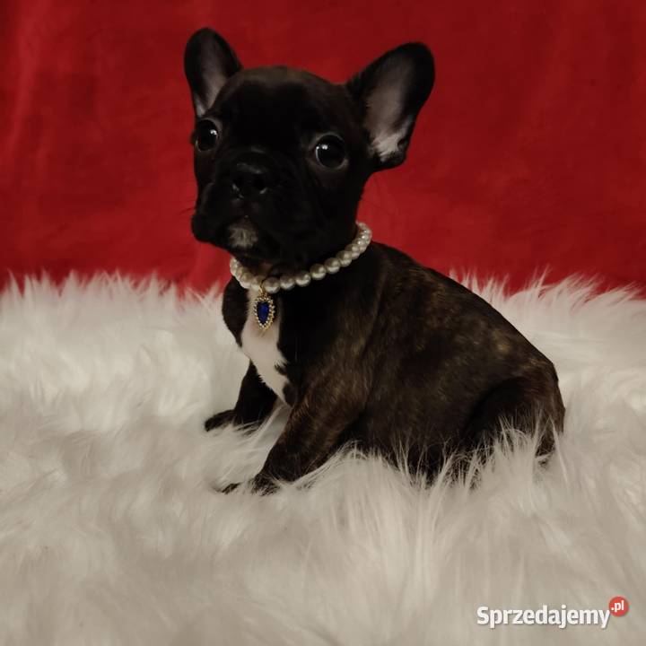 Buldog francuski przebadanych rodzicach Łańcut