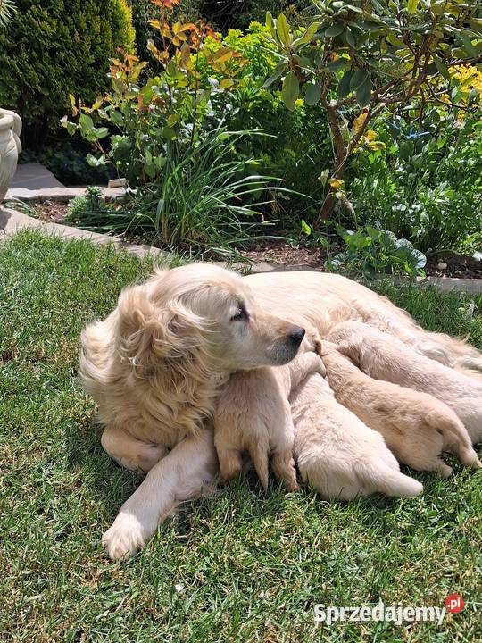 Szczenięta Golden Retriver Limanowa