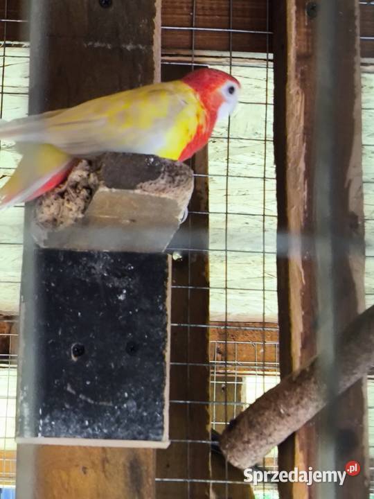 Rozelle Białolice Lutino Ptaki Stare Babice sprzedam