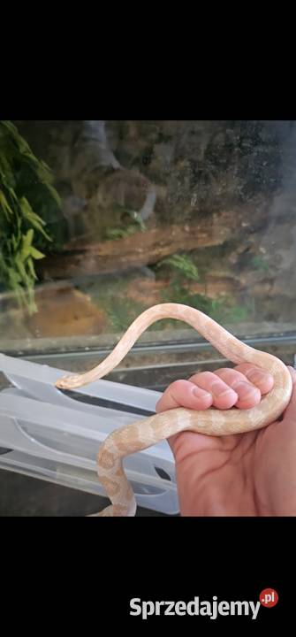 Waz zbozowy snow samiec 2025 zachodniopomorskie