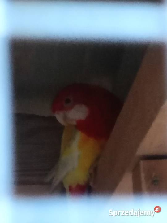 Rozelle para lęgowa sprzedam