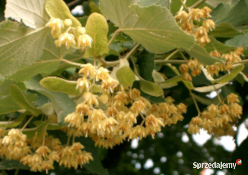 LIPA DROBNOLISTNA Tilia cordata NASIONA 3000 Lubanie