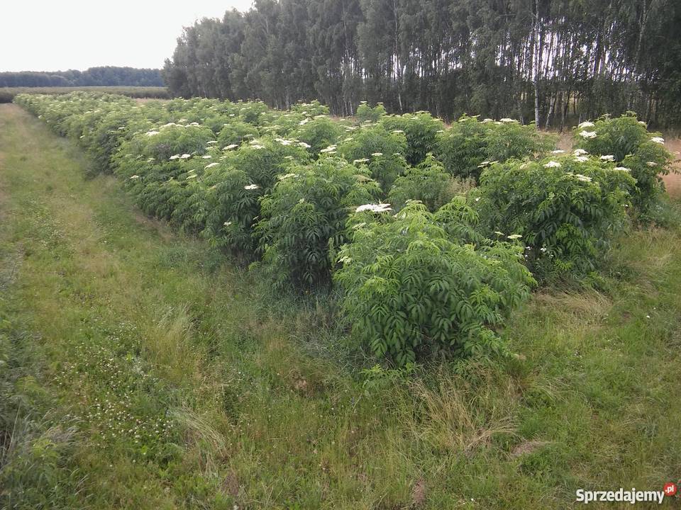 Bez czarnySampo Pozostałe Zbuczyn