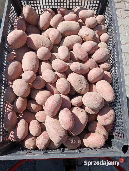 Ziemniaki jadalniane czerwone Produkcja roślinna śląskie Racibórz sprzedam