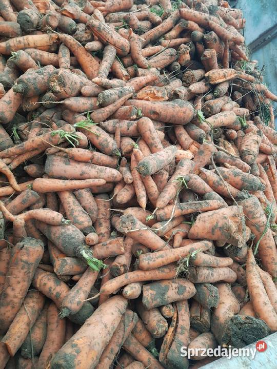 Marchew nie paszowa odpadowa Rolnictwo Piestrzec