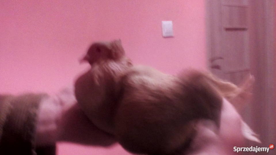 Gołembie ozdobne Ptaki lubelskie Tokarówka