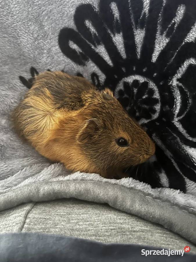 Świnka morska Gryzonie Zwierzęta Zielina