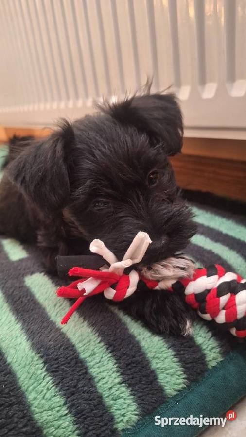 Cudny sznaucerek miniaturowy szczeniaczki CZARNE Wołomin