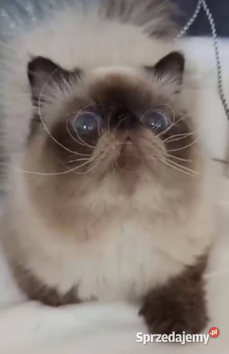 Dziewczynka himalajska rodowód fpl Katowice