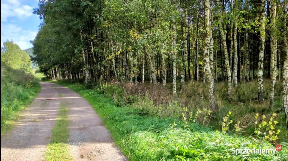 Działki rolne pod lasem Błażkowa S3