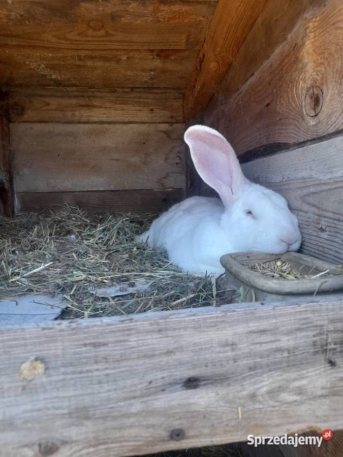 Króliki króle młode i dorosłe Króliki lubelskie Bęczyn