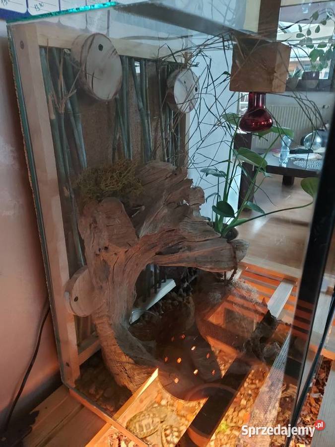 Terrarium felsuma gekon orzęsiony Opole sprzedam