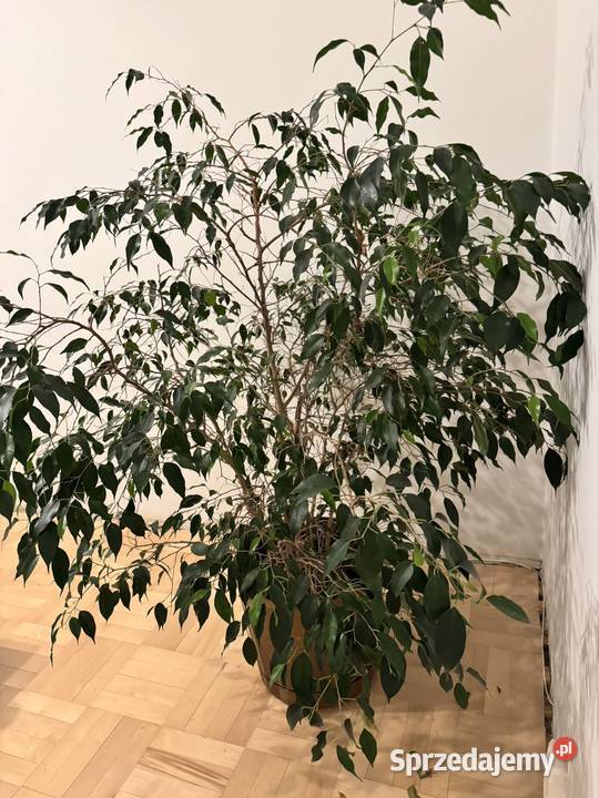 Beniamin Fikus wysokość 130 z donicą ozdobną Częstochowa