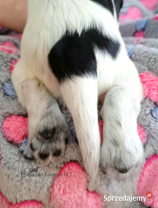 Cocker Spaniel Angielski szczenięta małopolskie Nowy Sącz