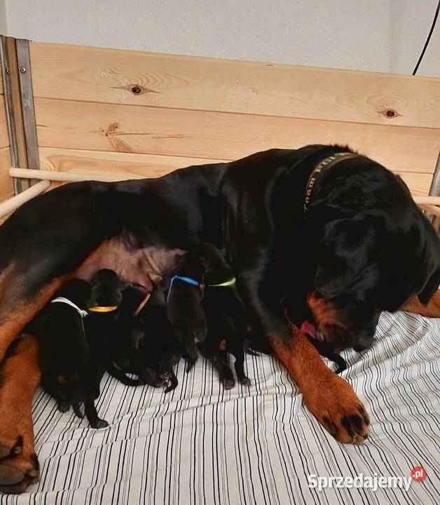 Rottweiler Szczeniaki ZKwPFCI wielkopolskie Opatówek