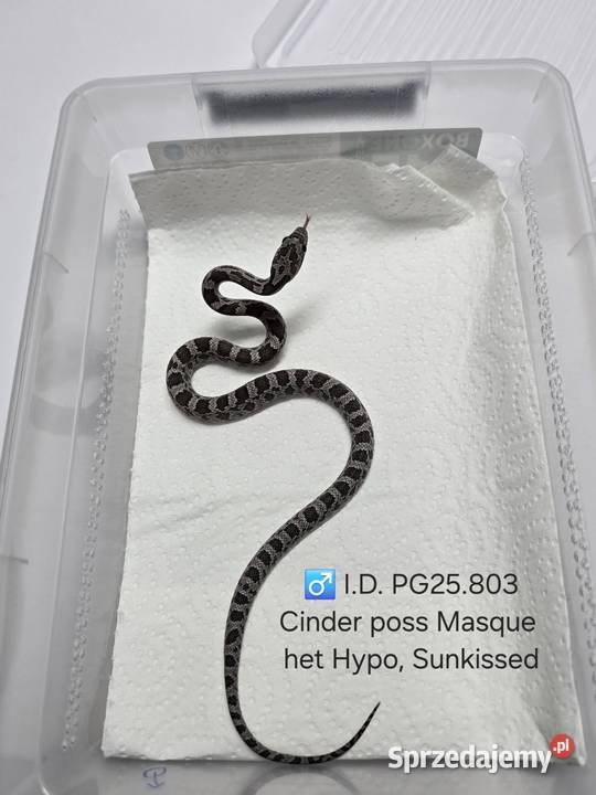 Wąż zbożowy samce i samice Zawiercie