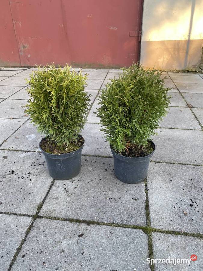 Thuja kulista Tiny Tim Iglaste Ryńsk