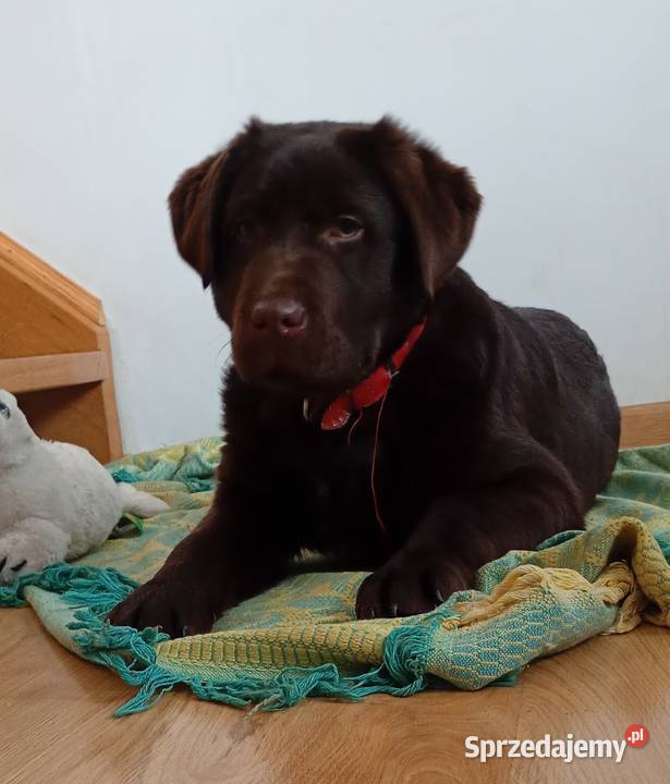 Labrador Retriever suczka Stara Rokitnia
