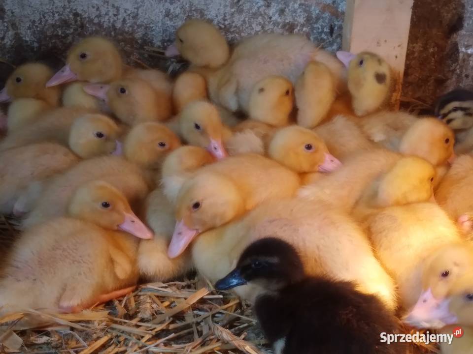Kaczki pekin dworka mukard ruańskie Jelenia Góra